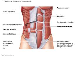 The gluteus maximus, gluteus medius, and gluteus minimus are all found in one region, and are large, medium, and small correspondingly. Breath Voicescienceworks