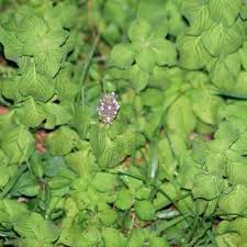 Image result for Achyrospermum