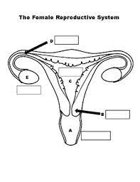 Reproductive System Diagrams Fill In The Blank Based On Instructions