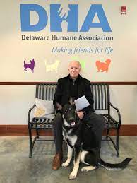 President joe biden's dogs will return to the white house from the family's home in delaware after one bit someone, an official announced on tuesday. Major Biden Will Be The First Shelter Dog In The White House The New York Times