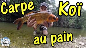 Peche D Une Carpe Koi Au Pain En Surface Stalking Fishing Youtube