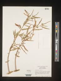 Image result for Aeschynomene nodulosa