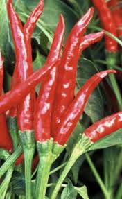 A thin, long, crinkled pepper that is designed to spice and fire up your dish! Pepper Japones Seeds Starfish Honey