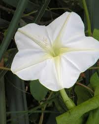 It needs full sun exposure to grow and start blooming at 4 pm. 10 Most Spectacular Night Blooming Flowers You Should Grow Florgeous