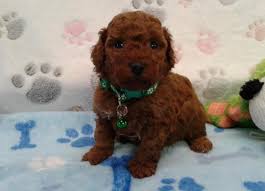 Eye catching black, toy poodle puppies for sale in atlanta, georgia. Puppies For Sale Red Poodle Paws