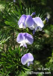 Image result for Psoralea