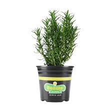 Image result for rosemary container