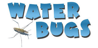 Thank you, bio bug pest management. Water Bugs Citizen Scientist Skill Level Three Whatcom County Washington State University