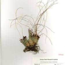 Image result for Schoenoplectus muriculatus
