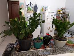 Another reason why your cactus may be falling over is that it could be potted in a container that is too big most of the cacti species do not tolerate cold and freezy weather. Christmas Cactus Dropping Leaves Helpfulgardener Com