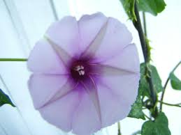 Image result for Ipomoea turbinata