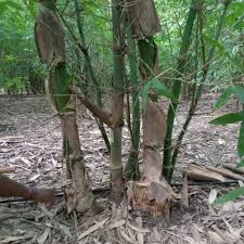 Image result for Bambusa balcooa