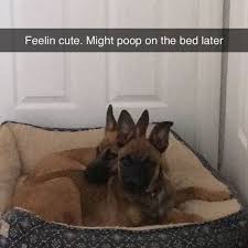 30 Hilarious Responses To Feelingcute Challenge Bored Panda When a thot posts a pic on instagram with the caption 'felt cute might delete x'. responses to feelingcute challenge