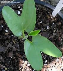 Image result for Ipomoea adenioides