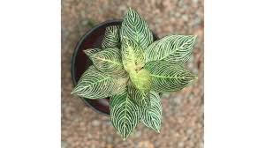 Biasanya, untuk tanaman hias bibit tanaman bunga tidak dijual dengan harga yang tinggi.untuk jenis tanaman bunga dalam pot, berkisar antara rp. Tanaman Hias Yang Harganya Bakal Selangit Di 2021