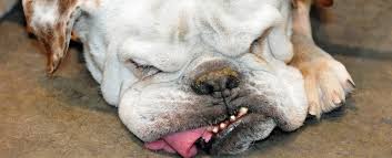 Изучайте релизы da bulldogs на discogs. English Bulldogs Are At A Genetic Dead End Study Finds