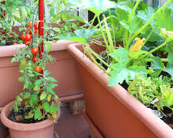 Gemuse Sorten Fur Kubel Und Balkon Garten Anpflanzen Gemuse Anpflanzen Gemuse Pflanzen