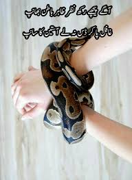Pin By By The Way On Urdu Pet Snake Cute Snake Cute Reptiles