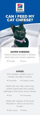 Can Cats Eat Cheese Cat Nutrition Cat Care Food Animals