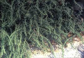 Image result for Suaeda merxmuelleri