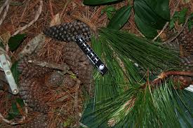 Image result for Pinus maximinoi
