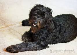 Black Goldendoodle If Louis Had Longer Hair They D Look Like Twins Even With The Lighter Coloring Around The Goldendoodle Puppy Goldendoodle Pet Photographer