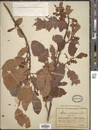Image result for Maesa lanceolata