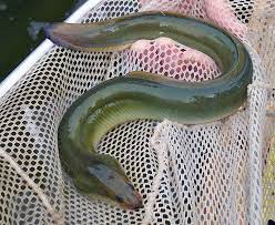 Adults usually feed at night on worms, small ﬁsh, crustaceans, clams and other mollusks. Do American Eels Hurt My Lake Or Pond