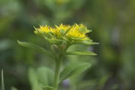 Image result for Aizoon virgatum