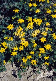 Image result for Lotus corniculatus