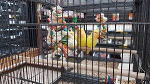 Apply at the store 8202 roosevelt boulevard philadelphia pa. Big Al S Aquarium 65 Photos 23 Reviews Pet Stores 1295 Kennedy Road Scarborough On Phone Number Yelp