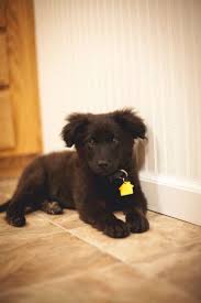 Pin By Cara Sweeney On Walter Australian Shepherd Mix Australian Shepherd Lab Mix Puppies