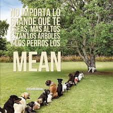 No Importa Lo Grande Que Te Creas Mas Altos Estan Los Arboles Y Los Perros Los Mean Candidman Frases Reflexion Humor Memes Life
