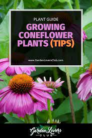 Growing Coneflower Plants Grow And Care Guide Plants Perennials Plant Finder