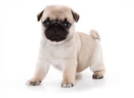 Get healthy pups from responsible and professional breeders at puppyspot. 1 Pug Puppies For Sale By Uptown Puppies