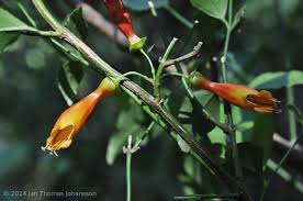 Image result for Stilbaceae