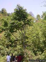 Image result for Bridelia micrantha