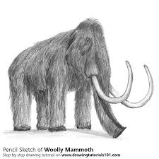 Maybe you would like to learn more about one of these? Woolly Mammoth Pencil Drawing How To Sketch Woolly Mammoth Using Pencils Drawingtutorials101 Com