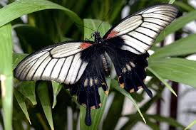 Black And White Insect With Wings Animal Animal World Black Butterfly Butterfly House Close Creature Dovetail Drawing Flight Insect Fly Hea Butterfly Photos Insects Butterfly Images