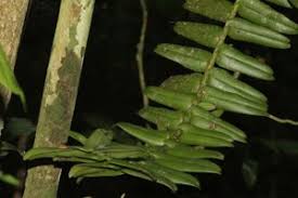 Image result for Calyptrochilum