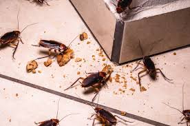 Les cafards seront attirés par le sucre et le mangeront. Cafards Dans La Maison Les Solutions Pour S En Debarrasser