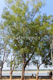 Image result for Acacia auriculiformis