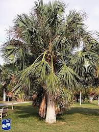 Image result for Sabal domingensis