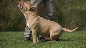 Our secret formula dog food for our american bully pitbulls. American Bully Feeding Tips Youtube
