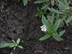 Image result for Limnophila crassifolia