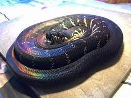 What snake is bigger a boa or a ball python? Photo Pet Snake Cute Reptiles Colorful Snakes