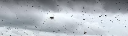 Our specialized bee removal services give you peace of mind that your bee situation will be dealt with properly. Ed Agocs Honeybee Removal