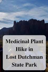 Medicinal Plant Hike In Lost Dutchman State Park Medicinal Plants State Parks Hiking