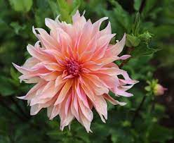 Perfect for a shabby chic, rustic, country chic, barn. Coral Flowers The Trending Color Your Garden Needs Now Longfield Gardens