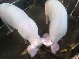 for sale: car wash vendo machine all set na 12k nalang!!